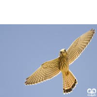 گونه دلیجه Common Kestrel